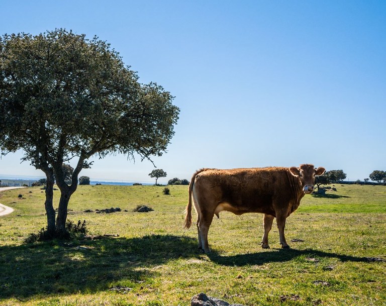 Ampliar 'Abierto el plazo de matrícula para los cursos de Desarrollo Rural de IMIDRA'