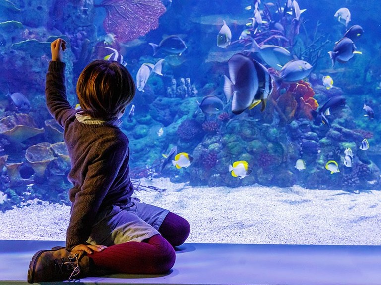 Ampliar 'Descuentos en el Atlantis Aquarium para los vecinos de Colmenar Viejo'