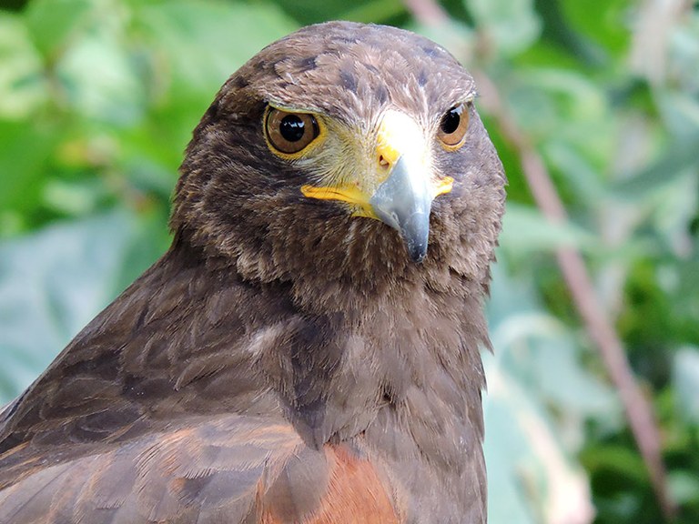 Ampliar 'Días Especiales Colmenar Viejo este otoño en Puy du Fou España, Faunia y Zoo Aquarium'