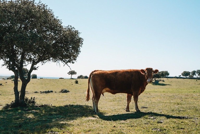 Ampliar 'El 5 de mayo comienza la temporada de aprovechamiento de pastos de la Dehesa de Navalvillar'