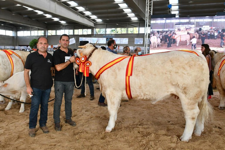 Ampliar 'Éxito colmenareño en el Concurso Nacional de Ganado Vacuno celebrado en Salamaq 21'