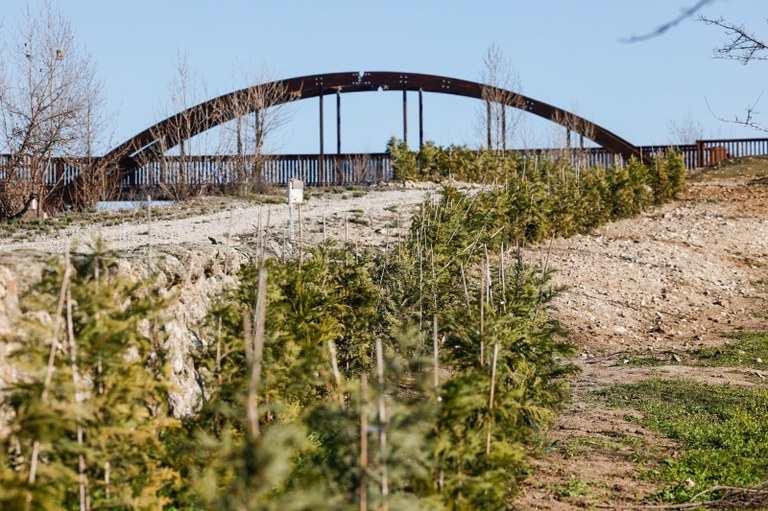 Ampliar 'Finaliza la plantación de una barrera vegetal de 700 ejemplares en La Estación'