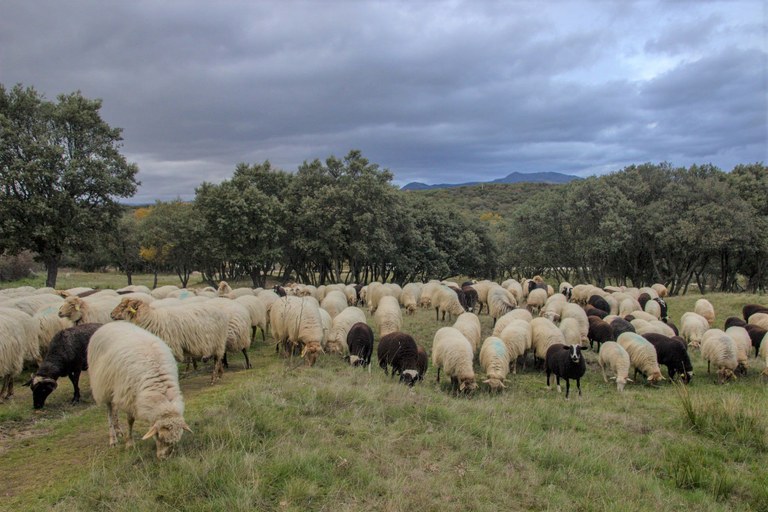 Ampliar 'La trashumancia 'Rebaño por el Clima' recorrerá Colmenar Viejo el viernes 6 de diciembre'
