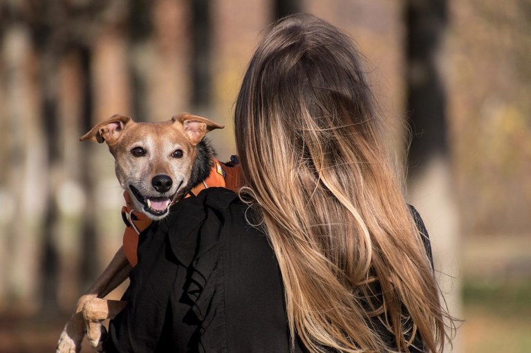 Ampliar 'La V Jornada de Adopción Animal llega este sábado al parque El Mirador'