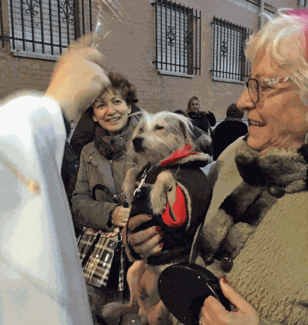 Ampliar 'Las mascotas recibirán este viernes la bendición de San Antón en la Parroquia San José'
