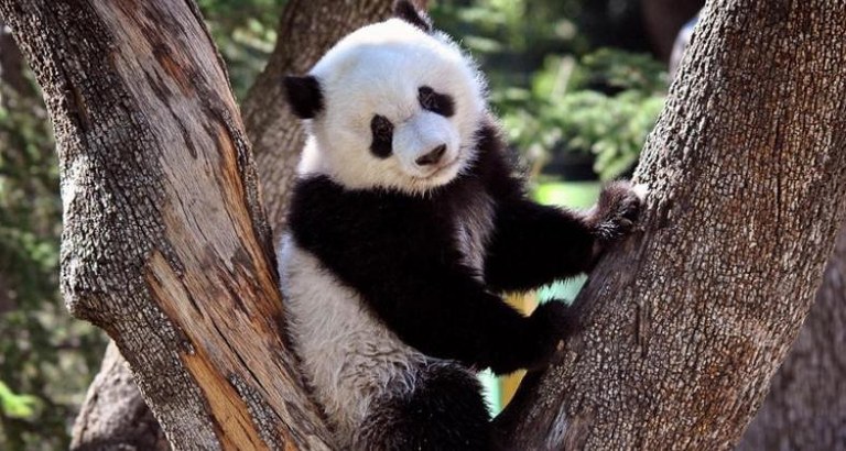 Ampliar 'Los vecinos de Colmenar Viejo podrán visitar el Zoo Aquarium este fin de semana con precios especiales'