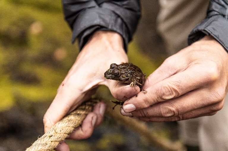 Ampliar 'Ocho anfibios han sido rescatados y devueltos al ecosistema antes de iniciarse la construcción de una promoción de viviendas en Colmenar Viejo'