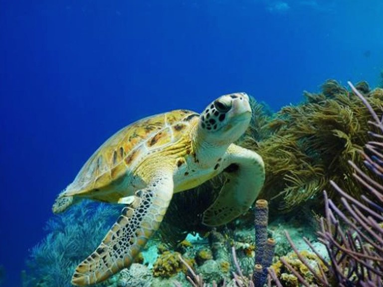 Ampliar 'Precios especiales en Zoo Aquarium este fin de semana para los vecinos de Colmenar Viejo'